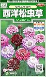 サカタのタネ 実咲花6471 西洋松虫草 切り花用混合 00906471