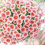 タキイ種苗 ペチュニア ギュギュ ピーチアイス 3株セット