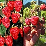 国華園　果樹苗　キイチゴ　豊産キイチゴセット　2種2株【※発送が国華園からの場合のみ正規品です】