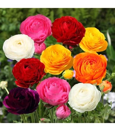 Amazon.co.jp: ラナンキュラス 球根 【 混合 お徳用 】8球 秋植え