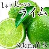 ライム 苗木 柑橘 苗 果樹 果樹苗 1年生