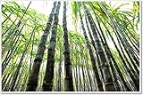 Sugarcane Plants Grow inフィールド用紙印刷壁アート( 36in. X 54 In。)