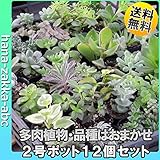 【観葉植物ギフト】ミニ多肉植物12個セット！【まとめ買い】 種類はおまかせ！