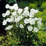 カンパニュラ：ラ　ボナミー3.5号ポット 2株セット[八重咲カンパニュラのさわやかな白花種] ノーブランド品