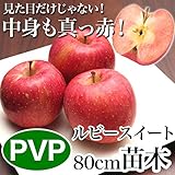中身も真っ赤 ルビースイート りんご 苗木 苗 果樹 果樹苗 果樹 果樹苗 1年生