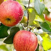 61OT1jVZ62L._AC_UL210_SR210,