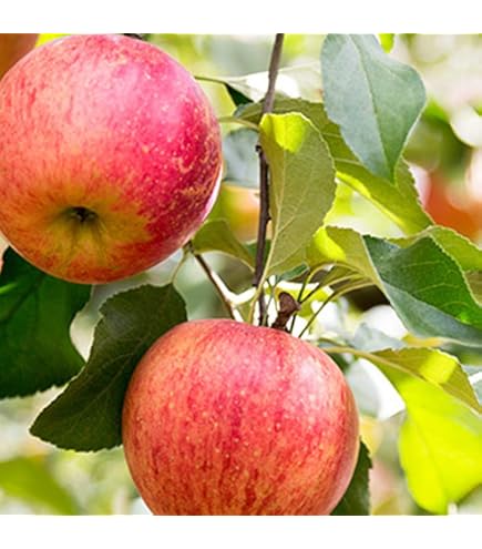 リンゴナツメ苗 リンゴナツメ 5年生苗 なつめ 苗木 【日本ナツメ】 3