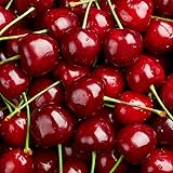 ＜6月上旬予約＞アメリカンチェリー 約2kg 箱 大粒サイズ 9.5row 空輸 ビング種 鮮度保持袋入 日本向け アメリカ西海岸産地 濃い甘み味で食べ応え食べ応え満点 大粒さくらんぼ American Premium Cherries 美國車厘子 