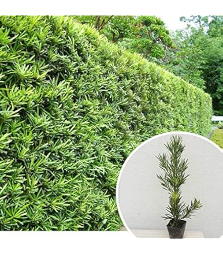 Amazon.co.jp: 苗/苗木 【20本セット】 ラカンマキ 樹高0.3m前後 10.5