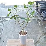 観葉植物 フィカスベンガレンシス 陶器鉢入 インテリア グリーン 夏 ギフト プレゼント 引越し祝い