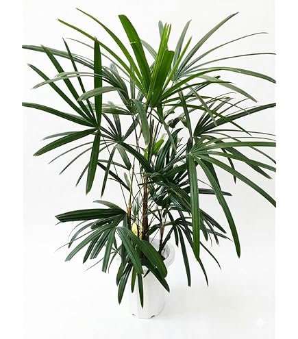 Amazon｜観葉植物 棕櫚竹（シュロチク） 8号 【ブラウン鉢カバー付