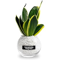 Amazon｜サンスベリア 白砂利 ガラスボール 土を使わない観葉植物 本物