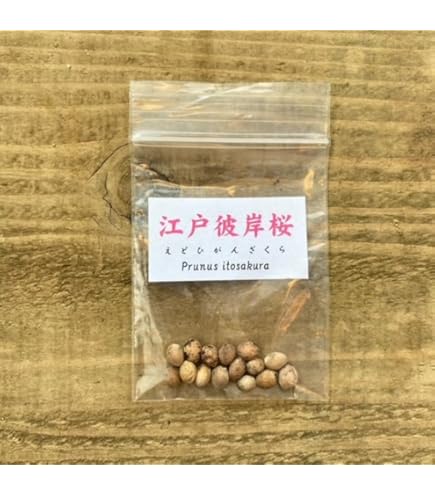 アカシア種子 1000粒+ ac1000 アカシア種子 1000粒+ ac1000