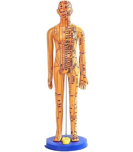 Amazon.co.jp: 人体模型 鍼灸経穴人形 48cm 女性 : 産業・研究開発用品