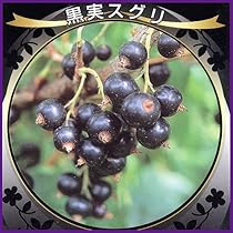 スグリ　苗 61OXGi53tFL._AC_UL210_SR210,