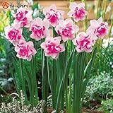 Bonsai Seeds Of Aquatic Plants Double Petals Pink Daffodils Seed For Home Garden 100 Particles / Lot