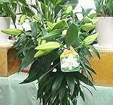 百合の白い花「カサブランカ」鉢植え 芳香性の大きな花のカサブランカ 花 ギフト　