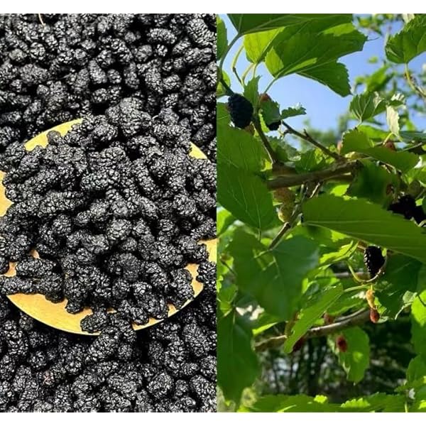 有機ホワイトマルベリー (桑の実) 1kg アリサン Organic White