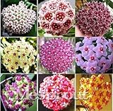 ホヤCarnosa種子、保谷肉質フラワーシーズガーデン植物、多年草植え付け100種子観葉植物