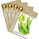 オクラ Thai Okra Lady’s Finger Abelmochus esculentus Malvaceae 4 Bulk ThailandMrk