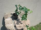 ヘデラヘリックス 5本