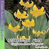 ◇【オランダからの花便り】黄花カタクリ「エリスロニウム・バコタ」2球【球根】