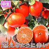 国華園　果樹苗　カンキツ　小原紅早生　1株【※発送が国華園からの場合のみ正規品です】