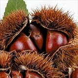 国華園　果樹苗　クリ　岸根　1株【※発送が国華園からの場合のみ正規品です】