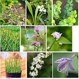 (ビオトープ/水辺植物) オススメ ビオ植物(3ポットセット) 本州・四国限定[生体]
