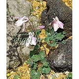 ミヤマオダマキ[深山苧環]：桃花3号ポット 3株セット[人気の山野草の苗・鉢植えに！] ノーブランド品