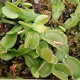 ホット販売100PCS /ロット鉢植え食虫植物種子ハエジゴクMuscipulaジャイアントクリップハエトリグサ種子庭の装飾