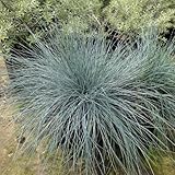 【ノーブランド品】フェスツカ グラウカ（ウシノケグサ）3号ポット4株セット[シルバーリーフが美しいグラス]