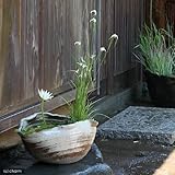 手作り睡蓮鉢(メダカ鉢) 益子焼 彩(SAI) 古信楽 白鏡 睡蓮鉢・金魚鉢・メダカ鉢