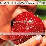 500 Seeds / Pack, Super Giant Strawberry Fruit Seed Apple Sized