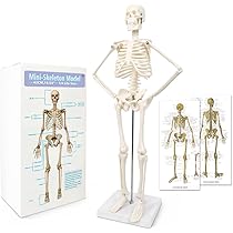洋書【解剖学・骨格がわかる】レントゲン遊び　AMAZING X-RAYS　人体 洋書【解剖学・骨格がわかる】レントゲン遊び AMAZING X-RAYS