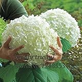 10個の黄金の腸のロータスの種