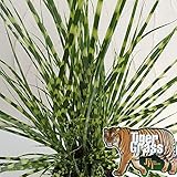 ミスキャンタス：タイガーグラス5号鉢植え*[ゴールドバー鮮やかな横縞が美しいオーナメンタルグラス] ノーブランド品