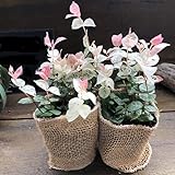 2個セット 初雪カズラ ピンクと白 寄せ植えに ガーデニング 観葉植物