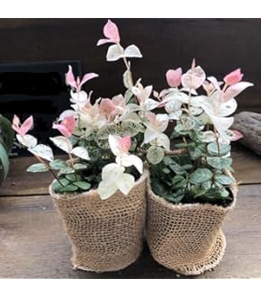 Amazon.co.jp: 幸せのクローバー 四つ葉のクローバー