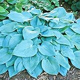 100pcs / Bag Hosta Seeds Courtyard Perennials Plantain Lily Flower Bonsai Home Garden Ground Cover P