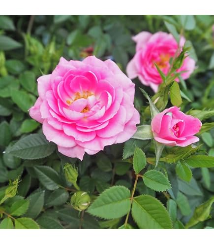 Amazon｜バラ苗 四季咲き 超強健 強香切花 長花持ち トゲ無し｜観葉