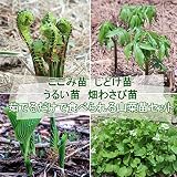 山菜苗セット:茹でるだけで食べられる山菜苗4種各2ポットセット【コゴミ・シドケ・ウルイ・ハタケワサビ】【紫桜館山の花屋】