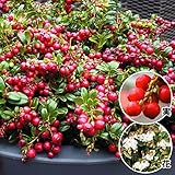 国華園　果樹苗 コケモモ レッドキャンディＰ 1株【※発送が国華園からの場合のみ正規品です】