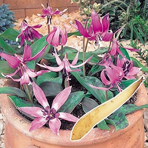 片栗粉のおすすめ人気ランキング15選 一人暮らし用や離乳食向けも セレクト Gooランキング