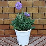 宿根草大輪・耐寒耐暑スカビオサギガ5号鉢矢祭園芸育種品　新しくお目見えのスカビオサです