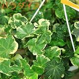 観葉植物：アイビー　ヘデラ吊り鉢*品種選べます。 (パラダイス)