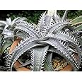 134 神秘的な銀灰色が美しすぎる DYCKIA marnier lapostolii 。ディッキアの中でも人気種。 (ディッキア・マルニエル・ラポストレー) 激レア種 10粒。 [並行輸入品]