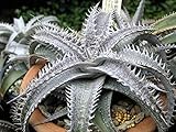 134 神秘的な銀灰色が美しすぎる DYCKIA marnier lapostolii 。ディッキアの中でも人気種。 (ディッキア・マルニエル・ラポストレー) 激レア種 10粒。 [並行輸入品]