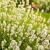 ハーブ 苗 【ラベンダー トゥルー (イングリッシュ系 白花)】 3号ポット×5株セット ハーブ苗 セット