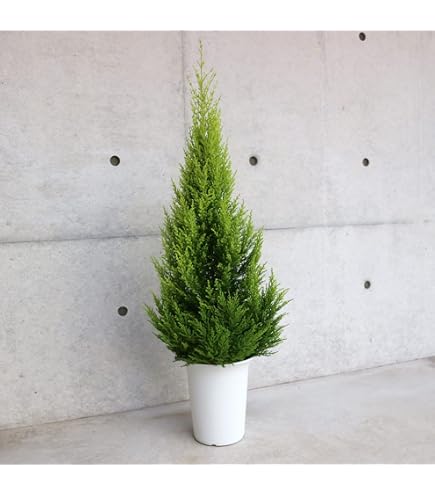 Amazon｜ドロソフィルム ルシタニクム 7.5cmスリット植え 2株｜観葉